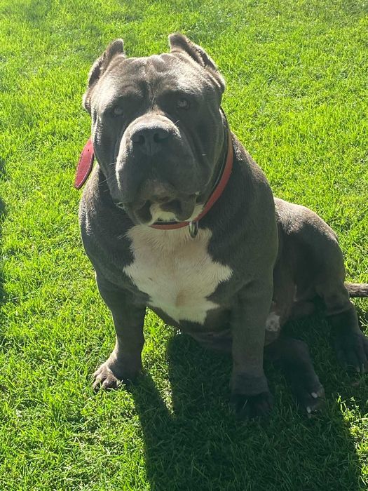 American Staffordshire Terrier Amstaf BLUE