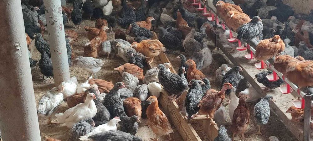 продам КУРИ несушки! Доставка безкоштовна!