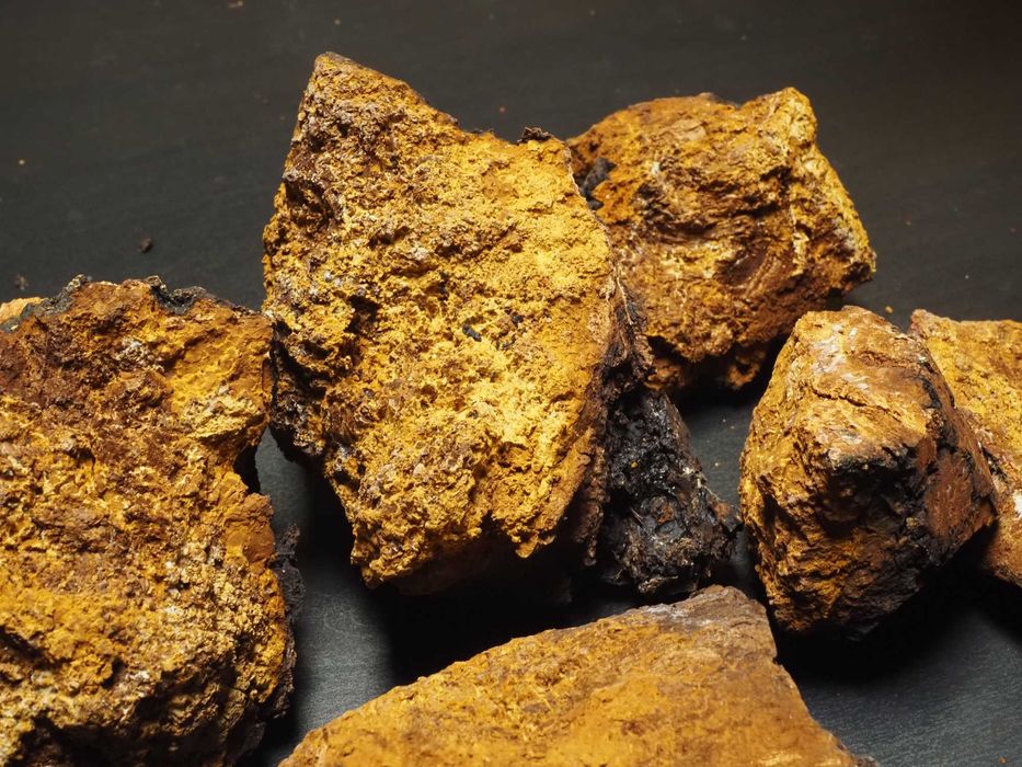 Błyskoporek podkorowy  [czaga, chaga] - duże, suszone kawałki