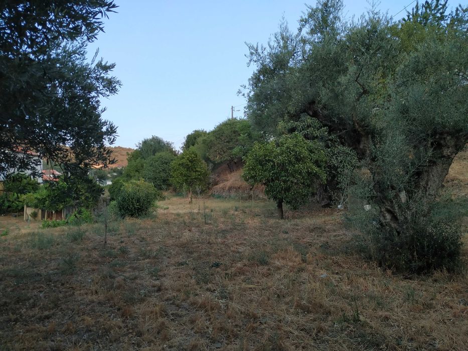 Propriedade rústica Alto Douro vinhateiro gravuras Foz Côa