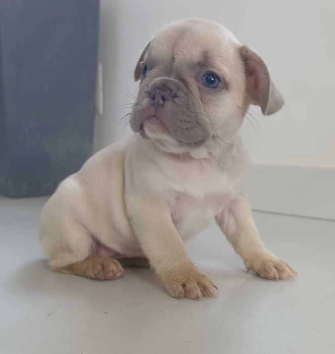 Bulldog francês lilac menina  . Top