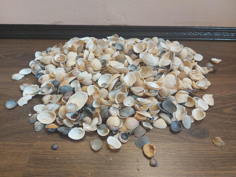 Ракушки гребінець