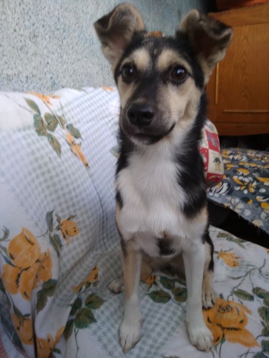 Шустрик Камилла 6мес. Сторожевая маленькая собачка!