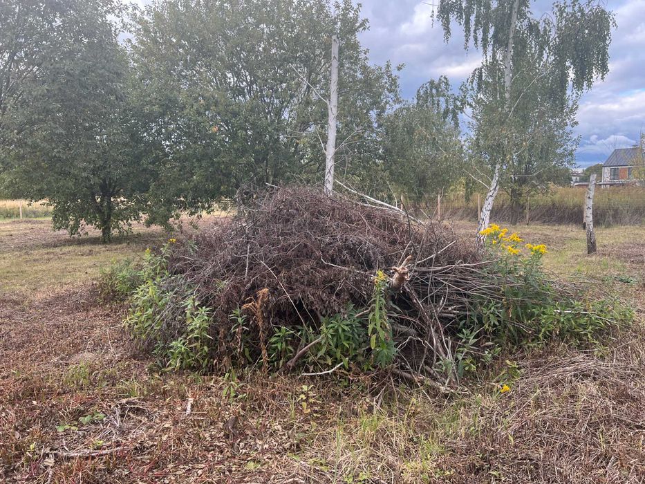 Gałęzie gałęziówka oddam za darmo