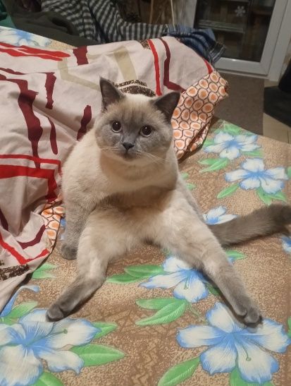 Котик Скотіш страйт.