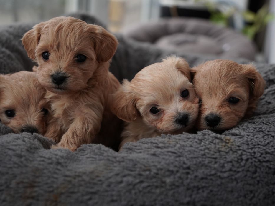 Цуценята  міні Мальтіпу