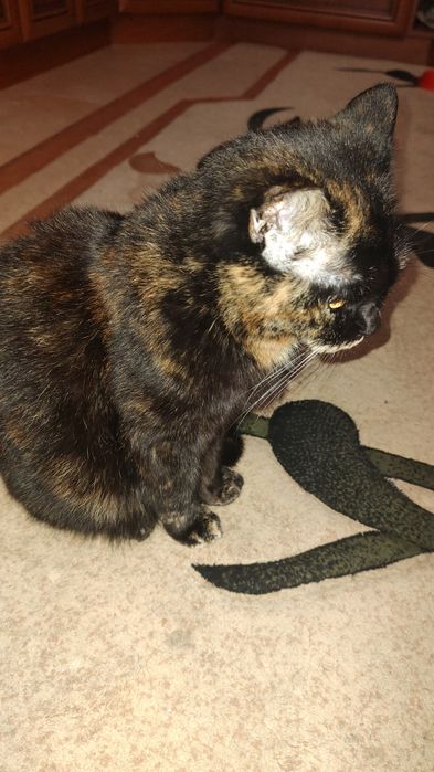 Киця в добрі руки