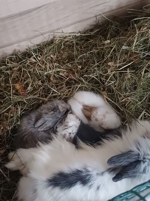 Królik dekoratywny  miniaturka