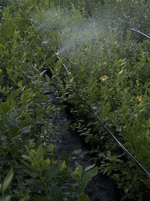 Лохина. 2 річна. Була з плодами