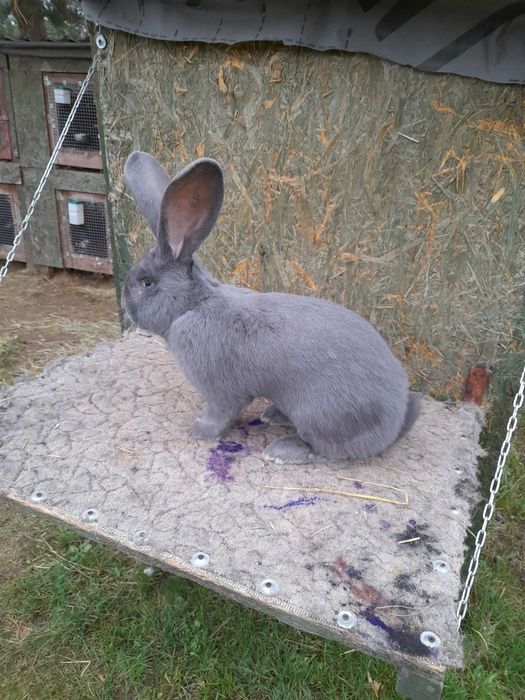 Olbrzym Belgijski Niebieski