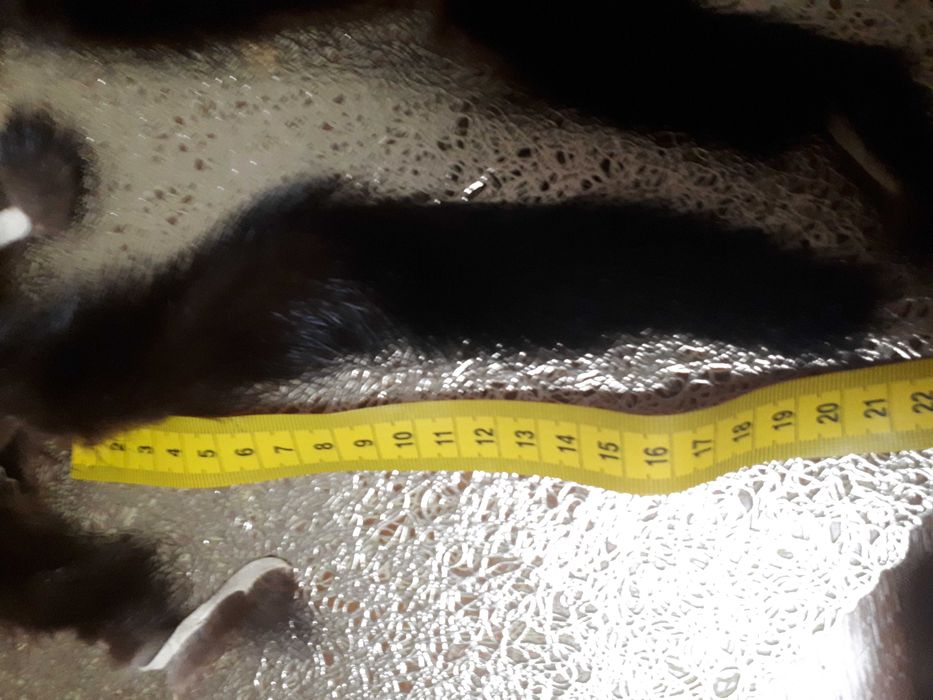 Хвостики норки разных размеров