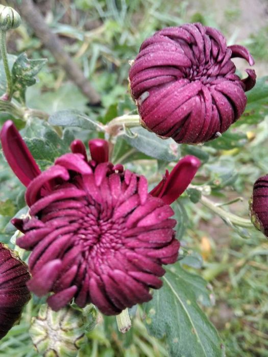 хризантема маточники