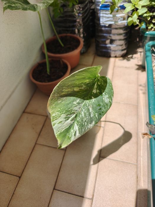Vendo monsteras variegatas várias.