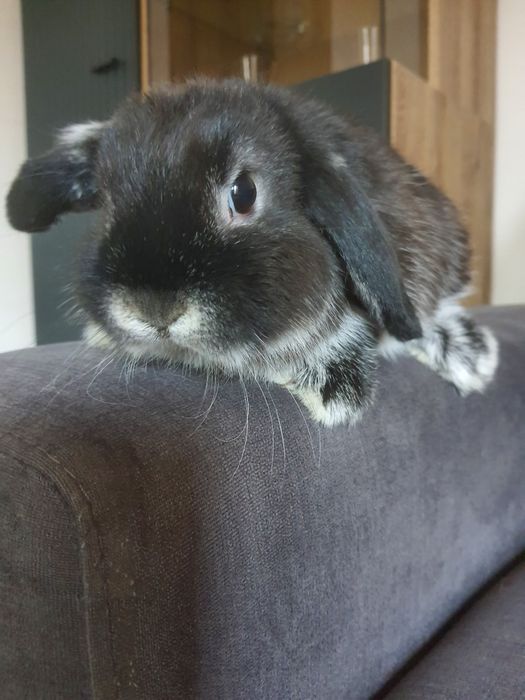 Kroliki baranek miniaturka karzelek mini lop. Cena CAŁKOWITA.