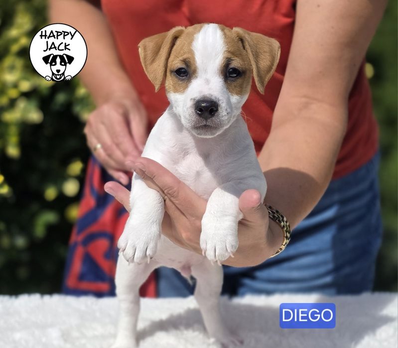 Jack Russell Terrier / piesek / gotowy do odbioru