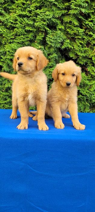 golden retriever