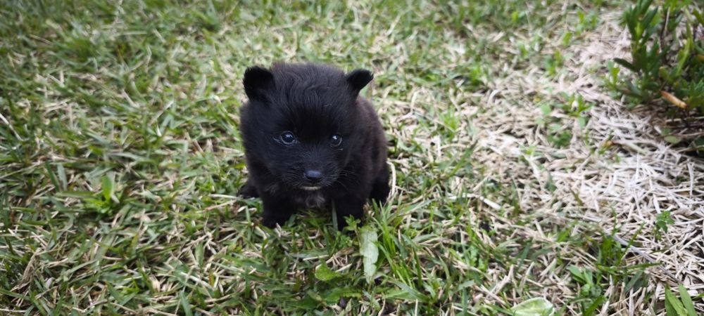 Spitz alemão anão fêmea Lulu da Pomerânia criado em ambiente familiar