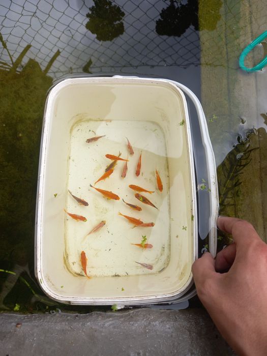 Cometas  carpas  varios  tamanhos e vazos com plantas aquaticas