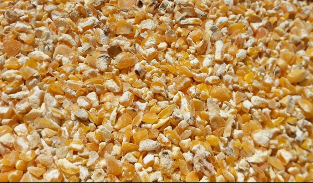 Kukurydza sucha gnieciona / mielona