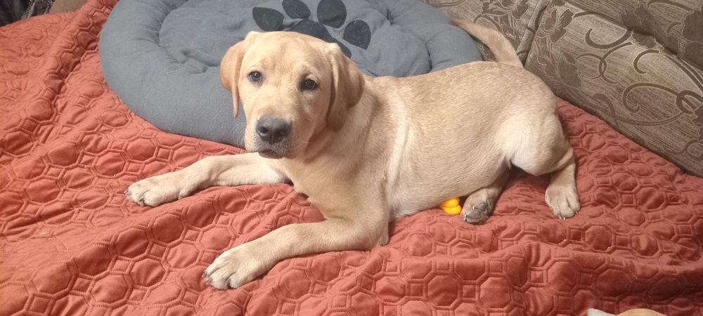 Шикарний хлопчик чекає на маму і тата