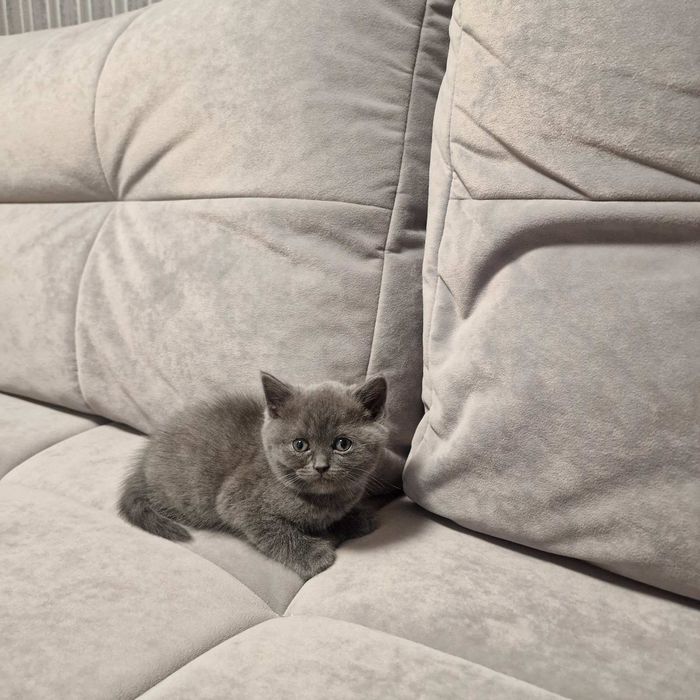 Продам британських кошенят