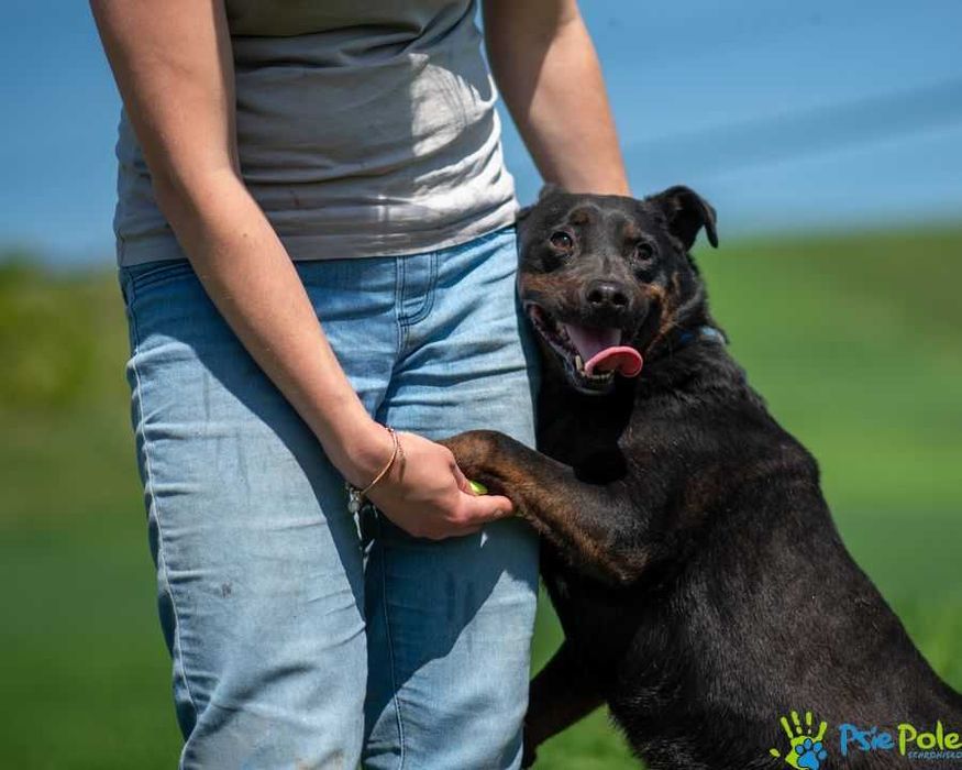 Cent aktywny, wesoły, kontaktowy psiak szuka domu