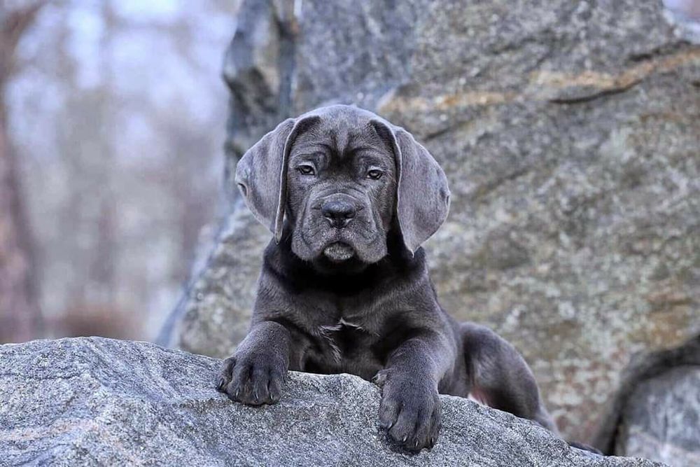 Гарний вибір цуценят Кане Корсо!