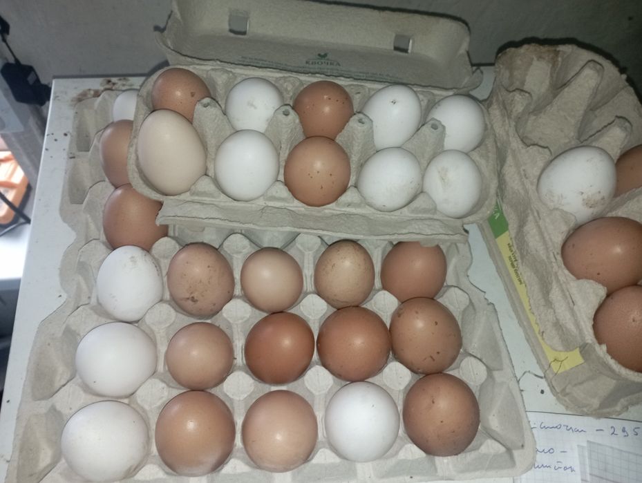 Продам домашні яїця