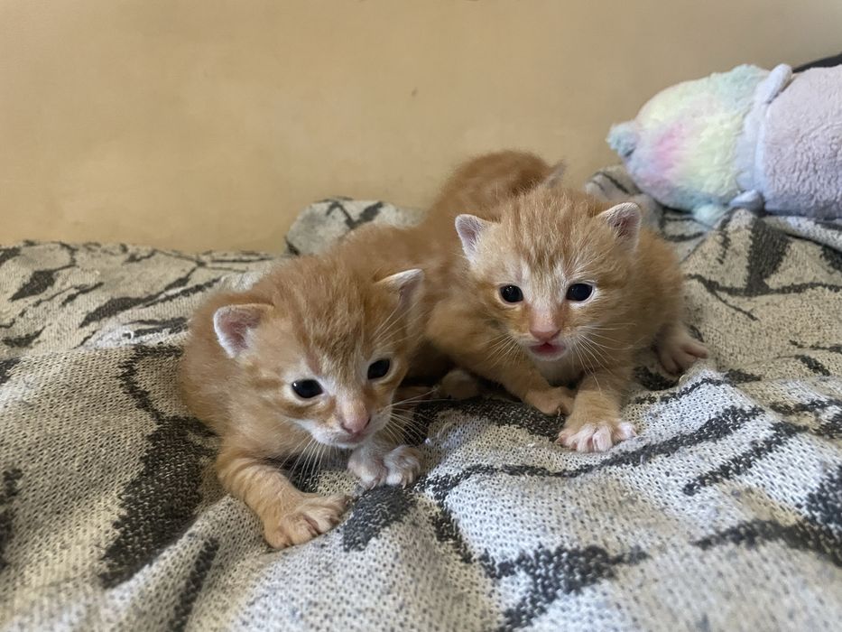 Кошенята 1 місяць