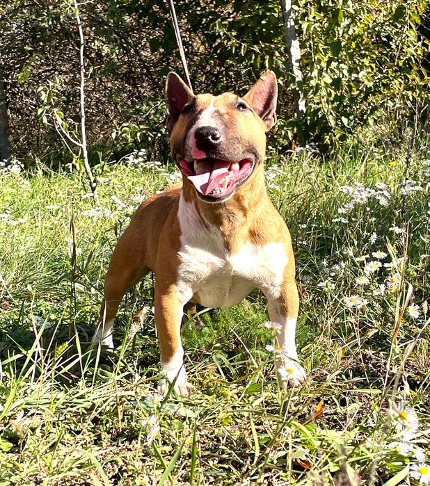 Миниатюрный бультерьер вязка