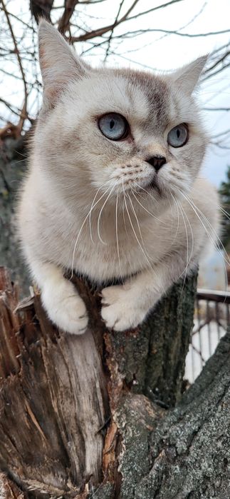Кошечка серебристая шиншила