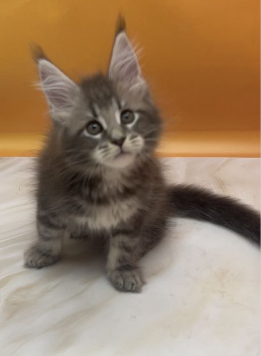 Мальчики и девочки голубые