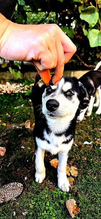 Husky Syberian SUCZKI