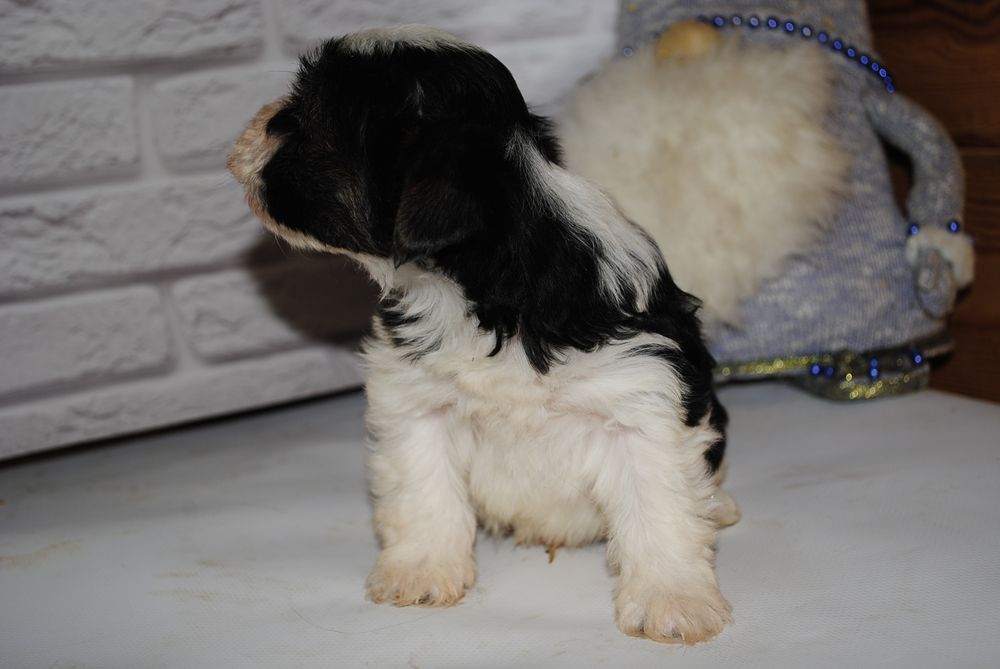 Чорно/біл міні хлопчик шукає люблячу родину