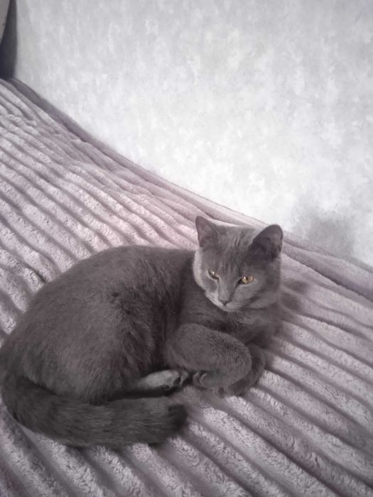 Кішка британської породи