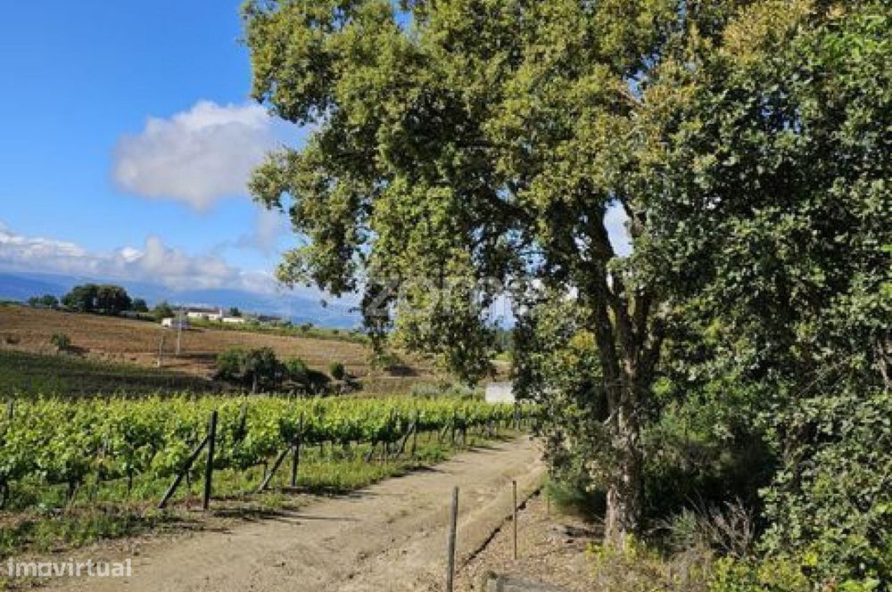 Terreno, Favaios