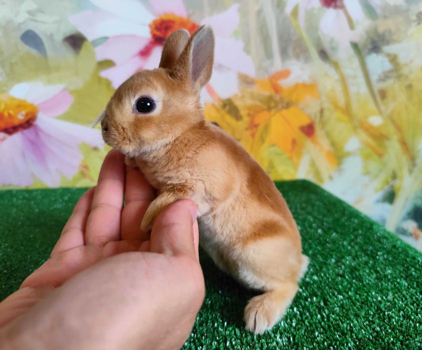 Hodowla Mini REX LOP Karzełek Niderlandzki królik miniaturka baranek