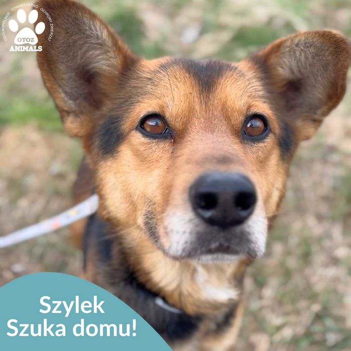 Szylek – wierny i zrównoważony towarzysz!
