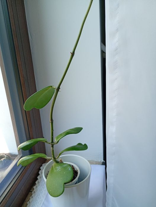 Hoya kerri sprzedam.