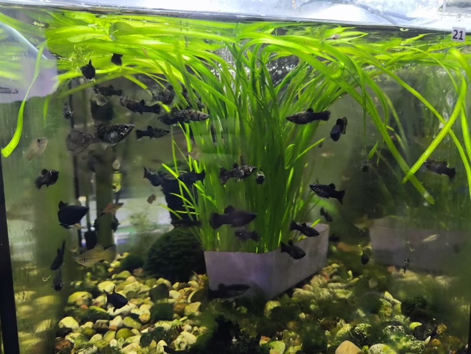 Molinezje i mieczyki