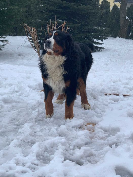 Silny Berneński Pies Pasterski !