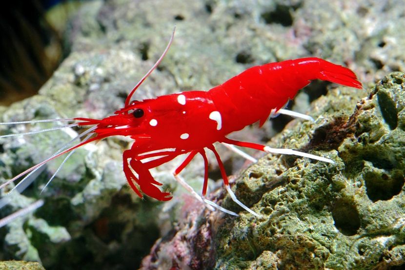 Lysmata debelius (Krewetka Szkarłatna) - Fire Shrimp