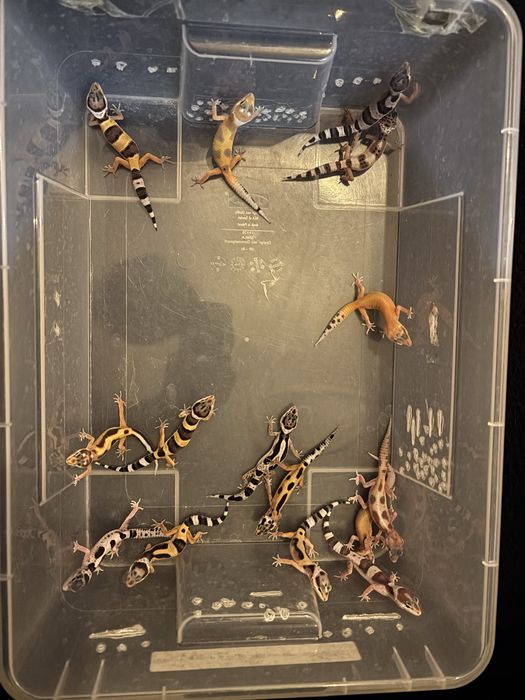 Młode gekony Lamparcie