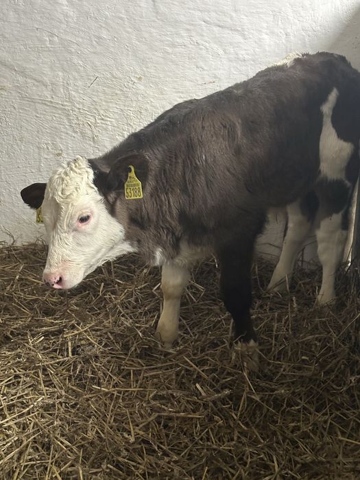 Sprzedam dwa byczki  6-8 tyg