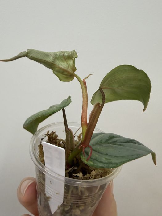 Philodendron Sodiroi