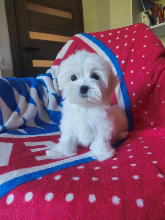 Найкращий Хлопчик. Документи КСУ