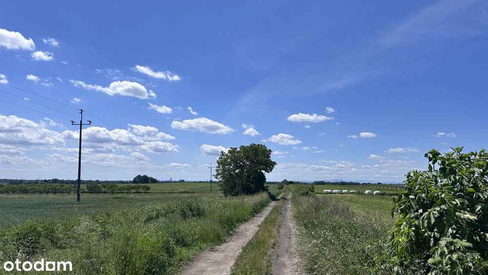 Działka budowlana 272/2, 1319 m², Piotrkowiczki, Trzebnica, S5 Wrocław - Widok 4