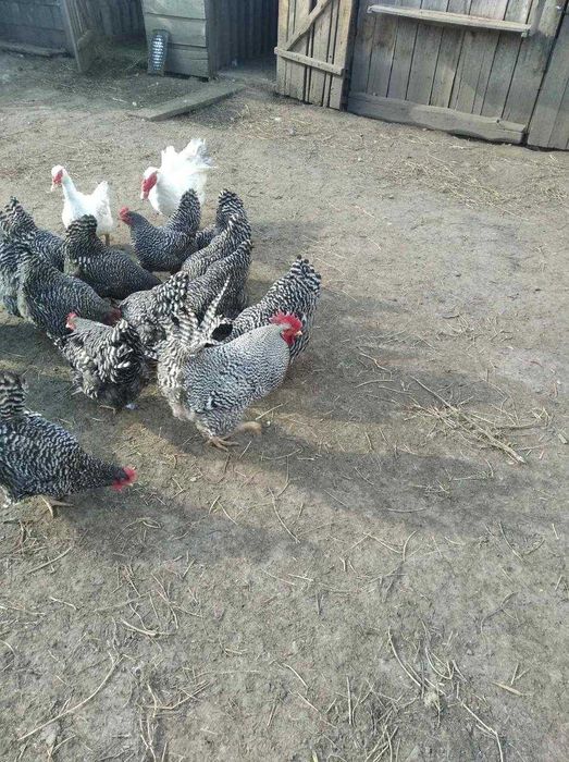 Кури, яйця курей.