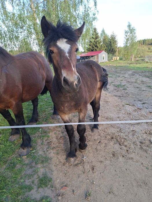 Klaczka 9 miesięcy Bardzo Spokojna