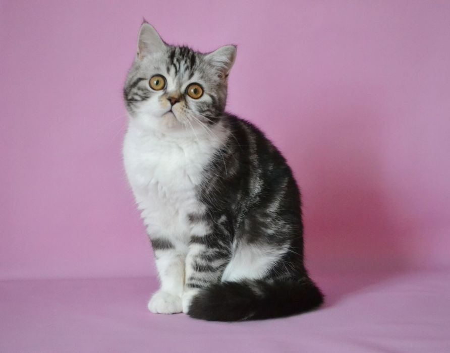 Шотландський велетень